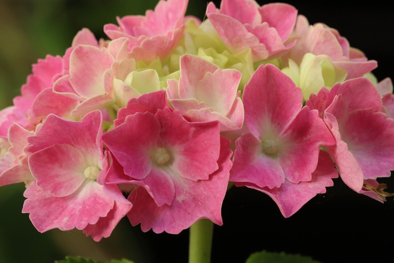 도초도 수국축제