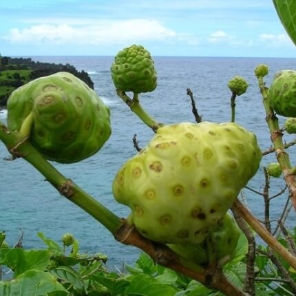 노니 효능 부작용 분말 복용법 10