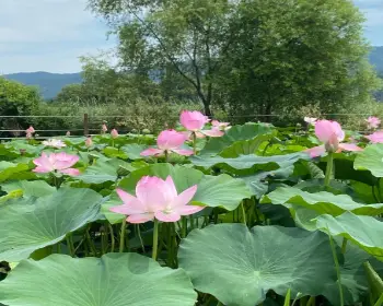 양평 세미원 연꽃축제_23