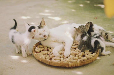 고양이와 조현병 발병 관련 연구