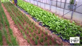 알타리무 파종시기 핵심 포인트_3