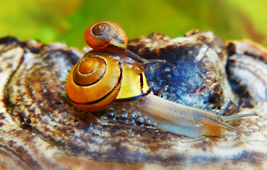 snail