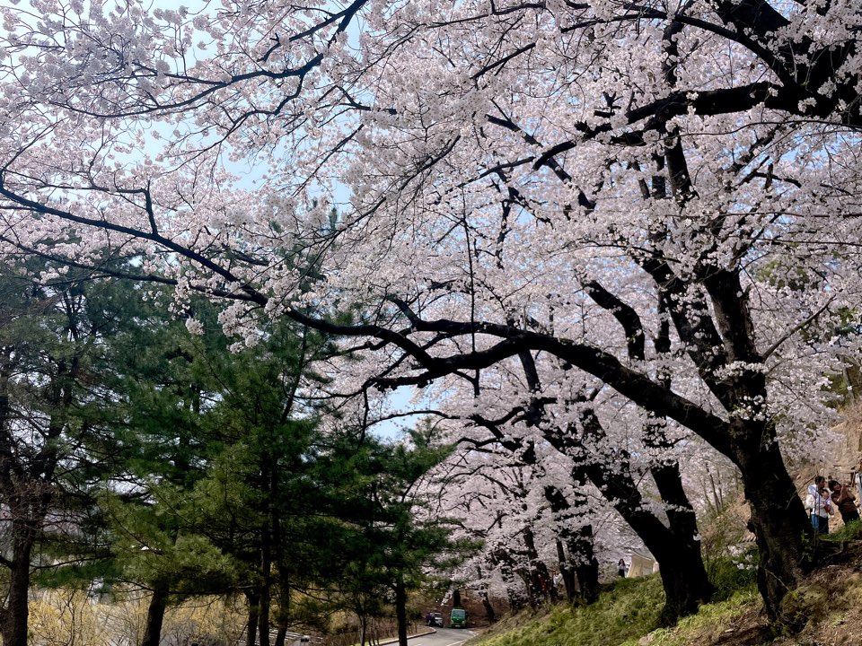 벚꽃