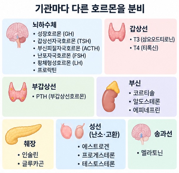 뇌하수체와 갑상선, 부갑상선, 부신, 췌장, 성선, 송과선의 대표 호르몬과 기능을 정리한 이미지
