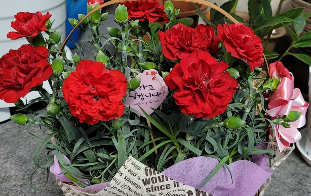 카네이션 바구니
