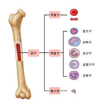 Neutrophil 수치