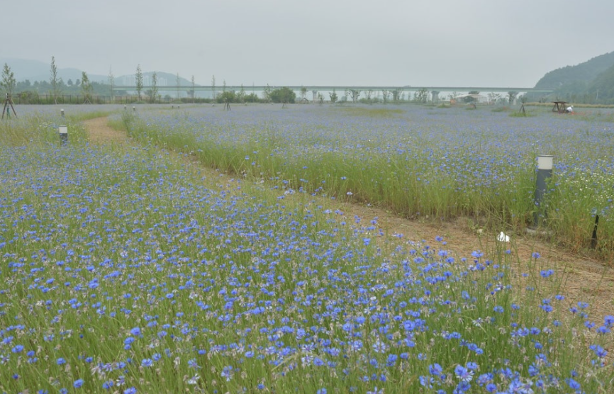 고령 어북실 수레국화 명소, 인생샷 명당과 개화시기 총정리!