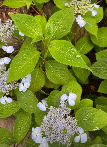 화담숲 수국축제