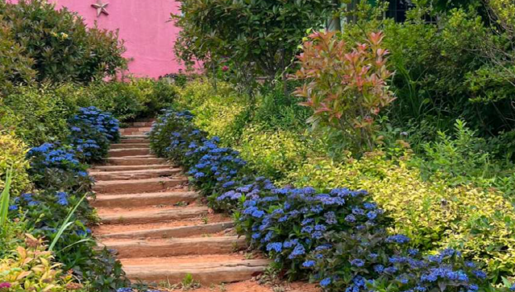 팜카밀레 허브농원