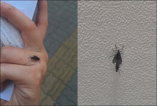 러브버그 방역신청 안내