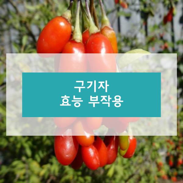 구기자에 대하여