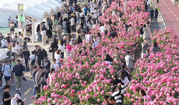 중랑 서울 장미축제