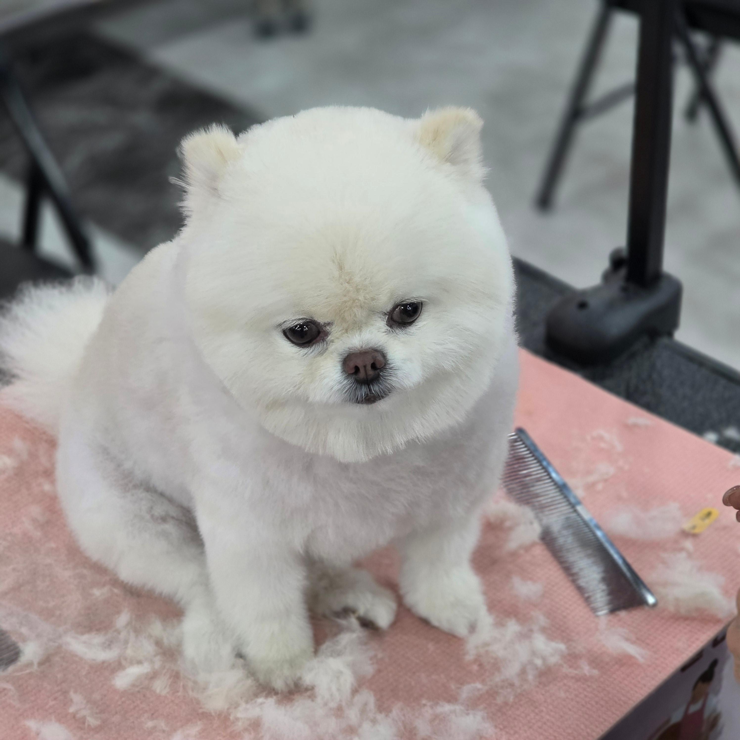 연제구애견미용학원