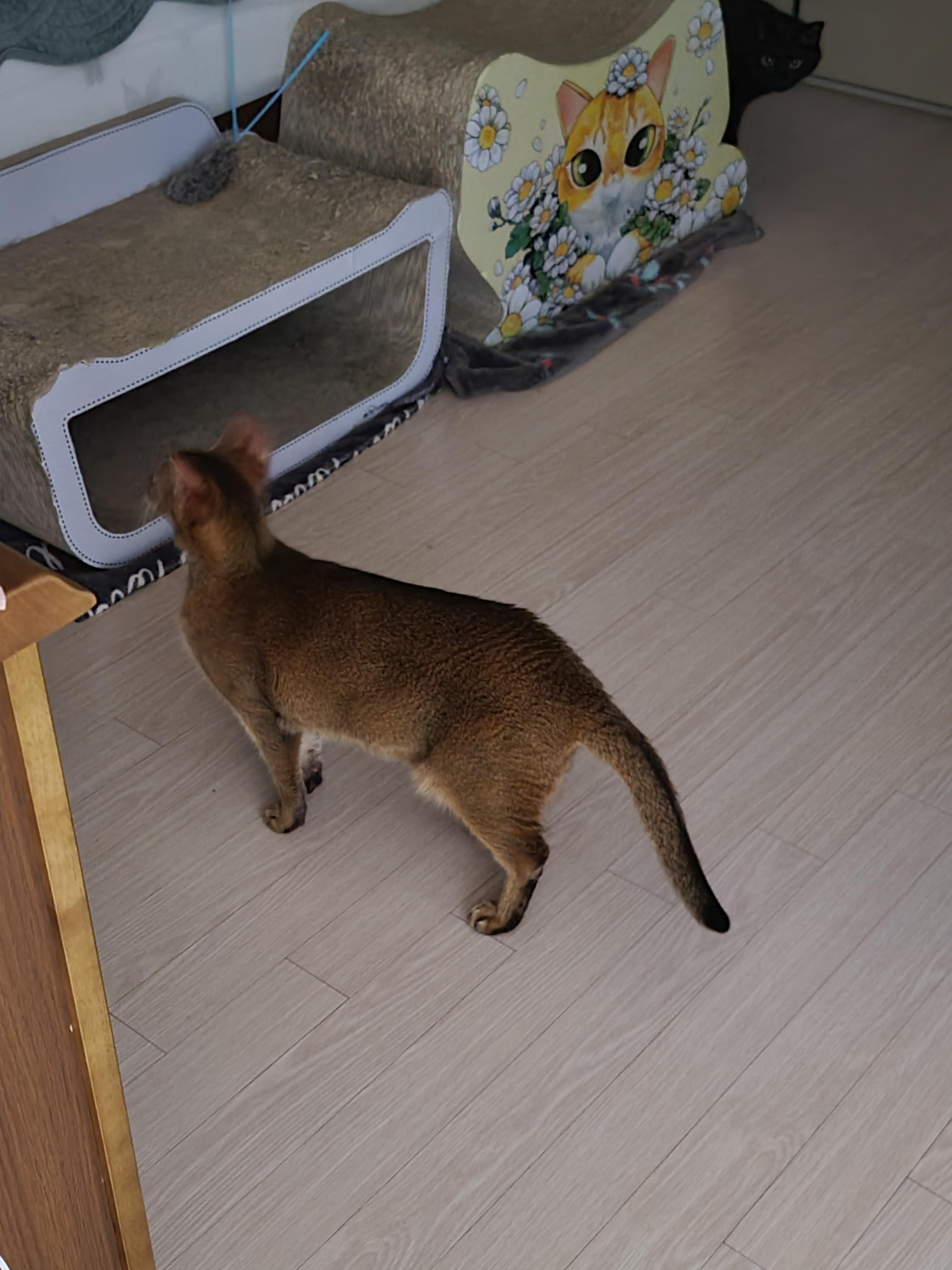 루디는 결국 병원행 ㅠ(feat. 혈액검사 결과)