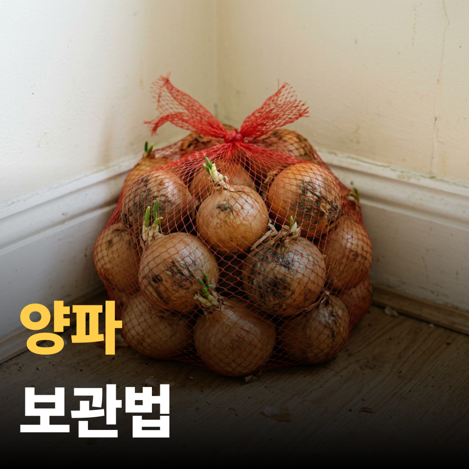 양파 보관법