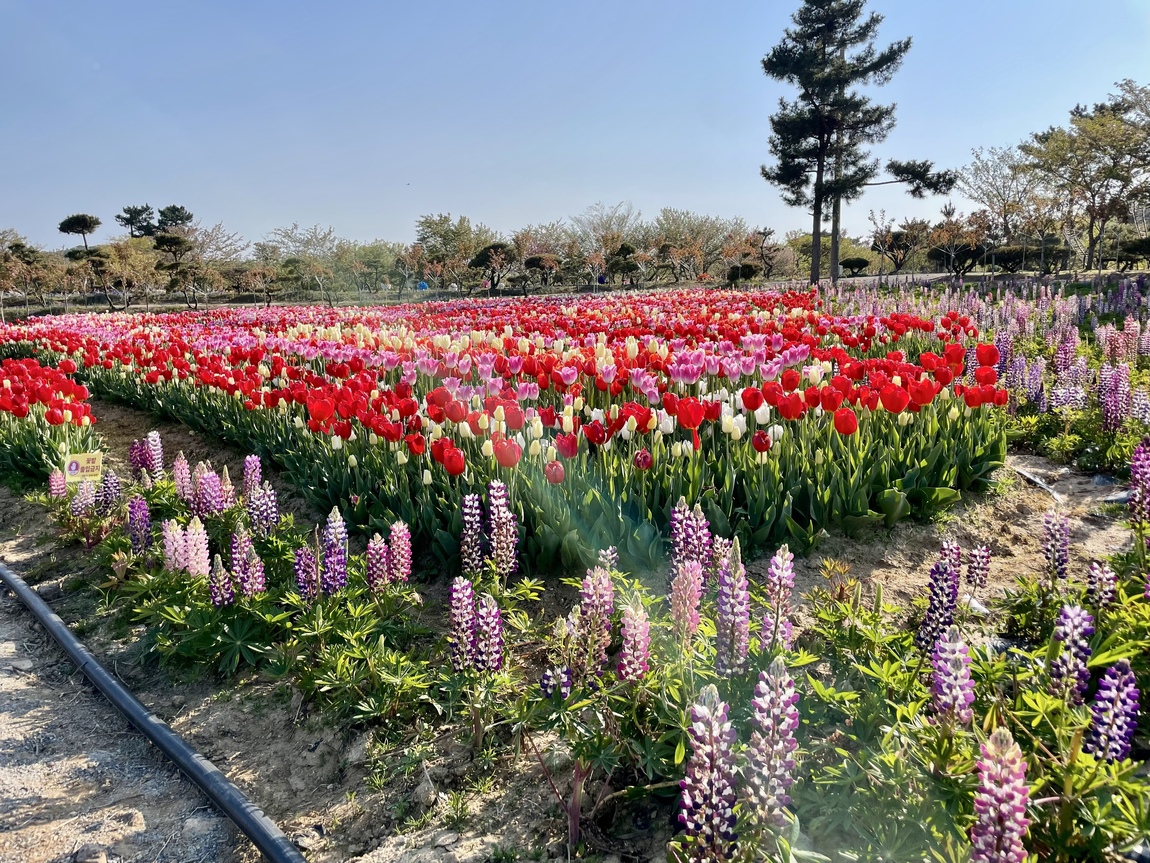 2025 태안 봄꽃 정원 기본정보