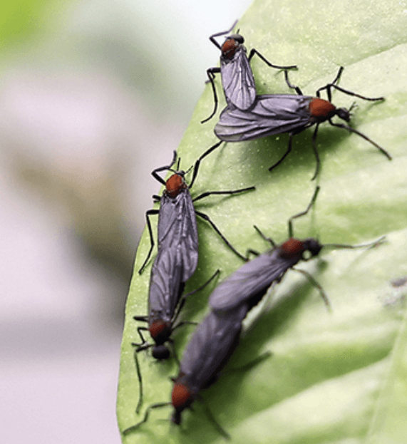 잎사귀 위에 떼로 모여 앉아 있는 러브버그 무리 사진