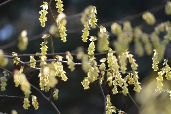우리나라 특산식물 댕강나무와 댕강나무 꽃말 꽃댕강나무_21