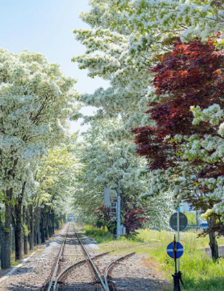 전주 이팝나무 축제