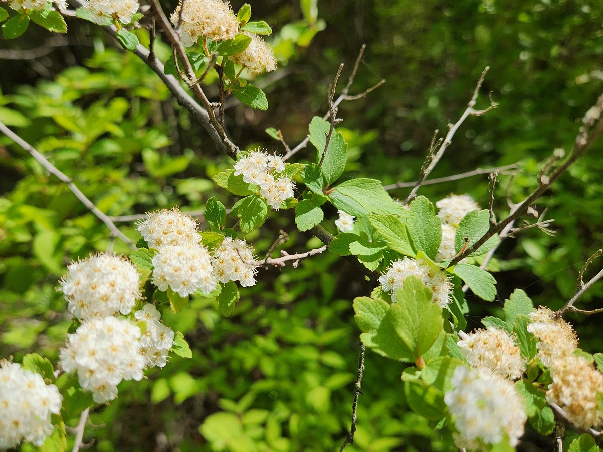아구장조팝나무