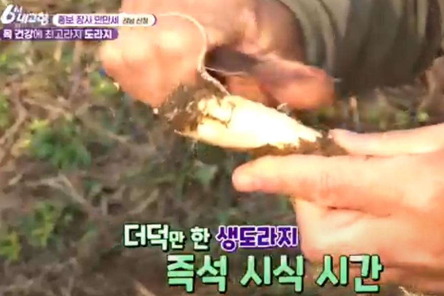 산청 도라지 