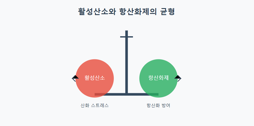 활성산소와 항산화제균형