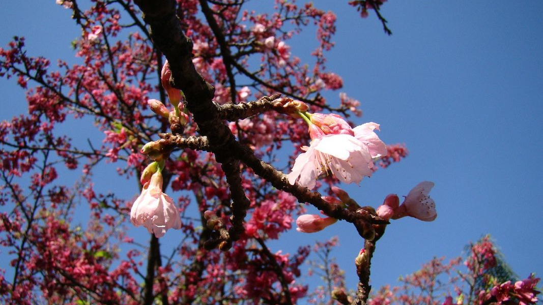 오키나와 벚꽃 개화시기 2월 1월 일본 여행 추천 벚꽃 명소