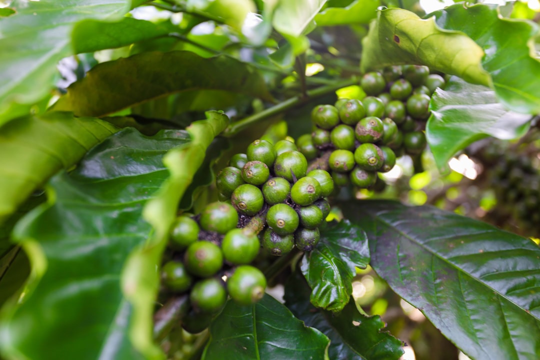 Robusta