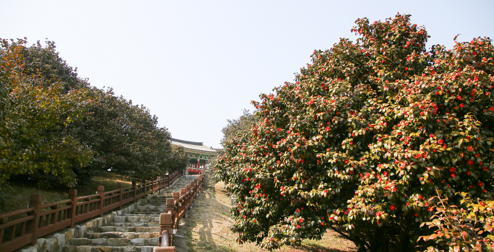 마량리-동백나무숲-전경