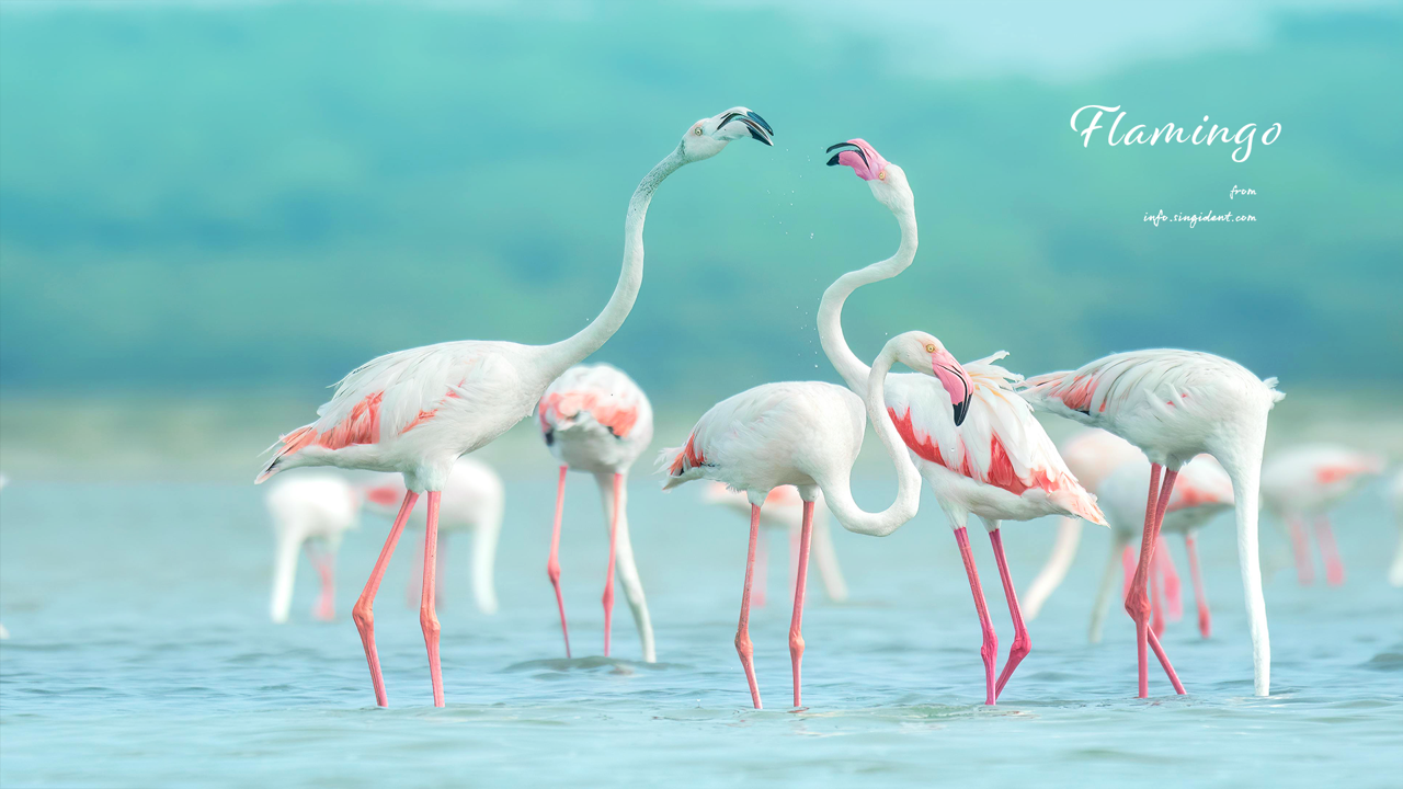 06 고개를 든 플라밍고 C - Flamingo 플라밍고배경화면