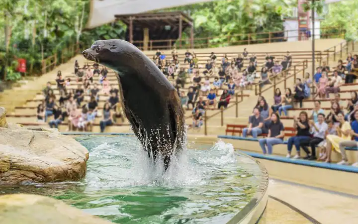싱가포르동물원-동물공연