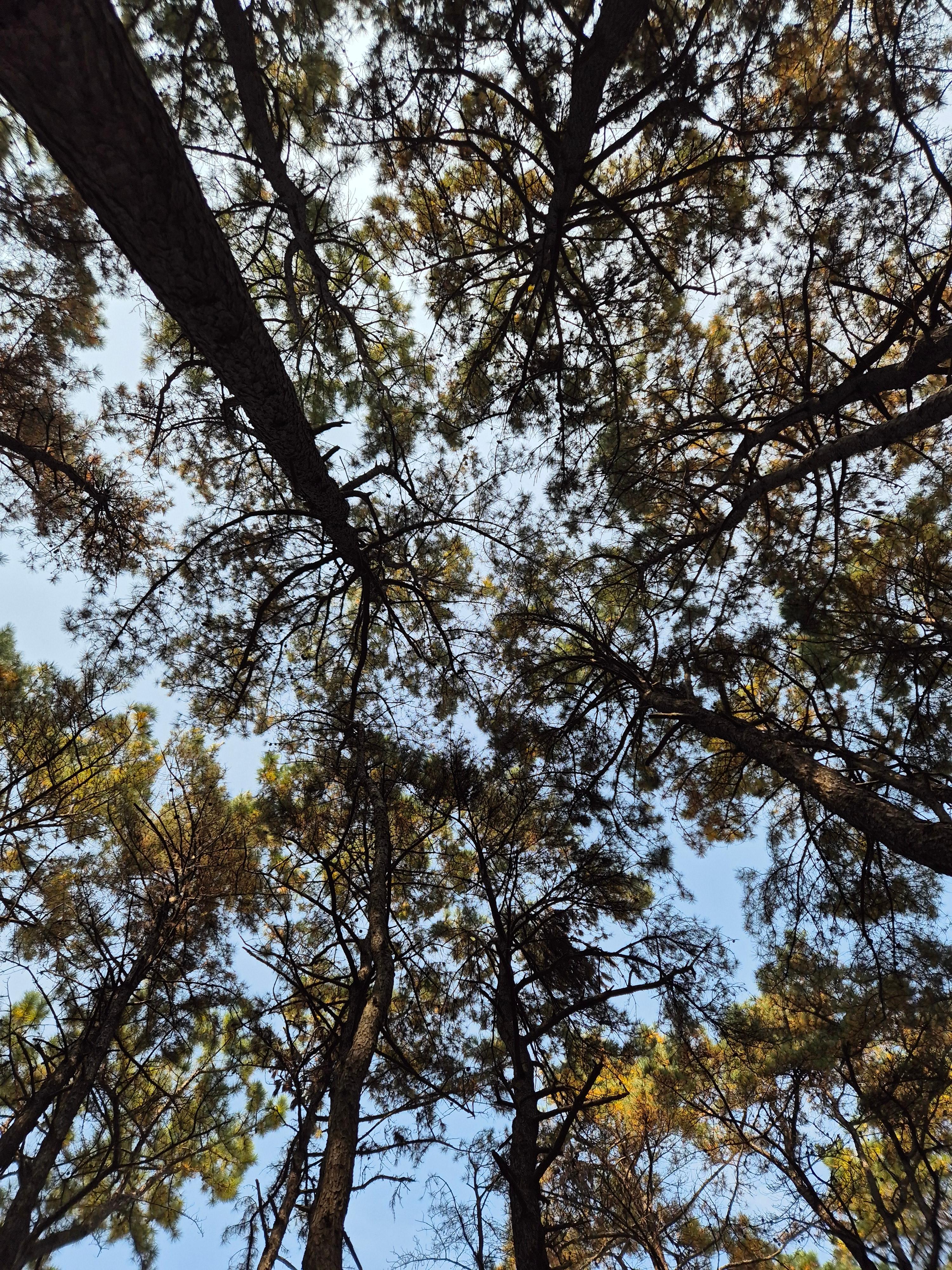 인천둘레길 1코스 솔밭