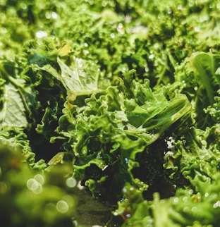 치커리 효능 부작용 뿌리 가루 고르는법 칼로리