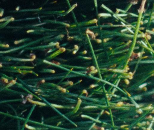 더파인 프리미엄가격