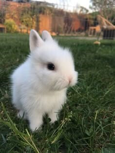 귀가-짧은-흰-토끼가-풀을-뜯어먹고-있는-모습