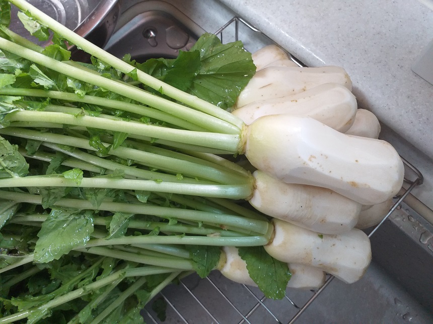 여름알타리김치