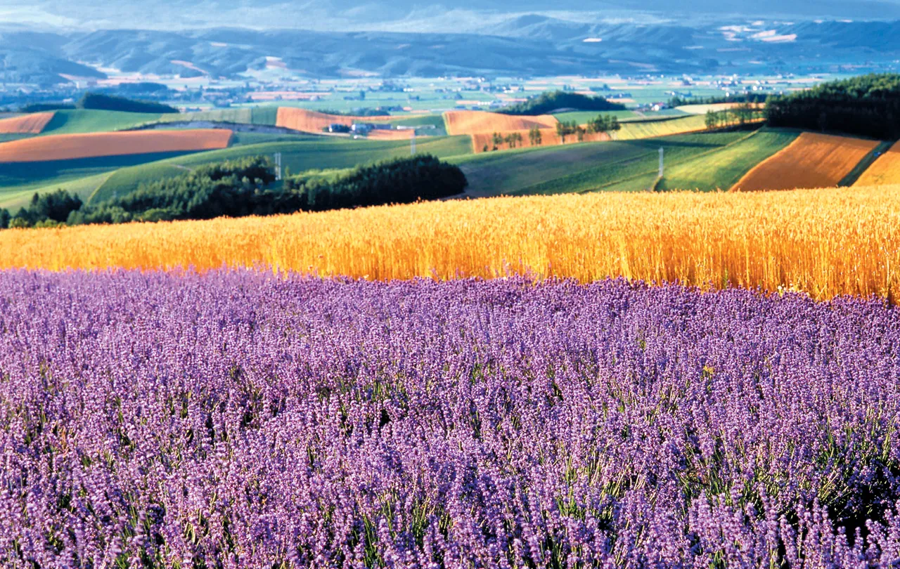 북해도 후라노 라벤더 축제 시즌 개화 시기 이벤트 일정 대표 명소 여행 완벽 가이드_5