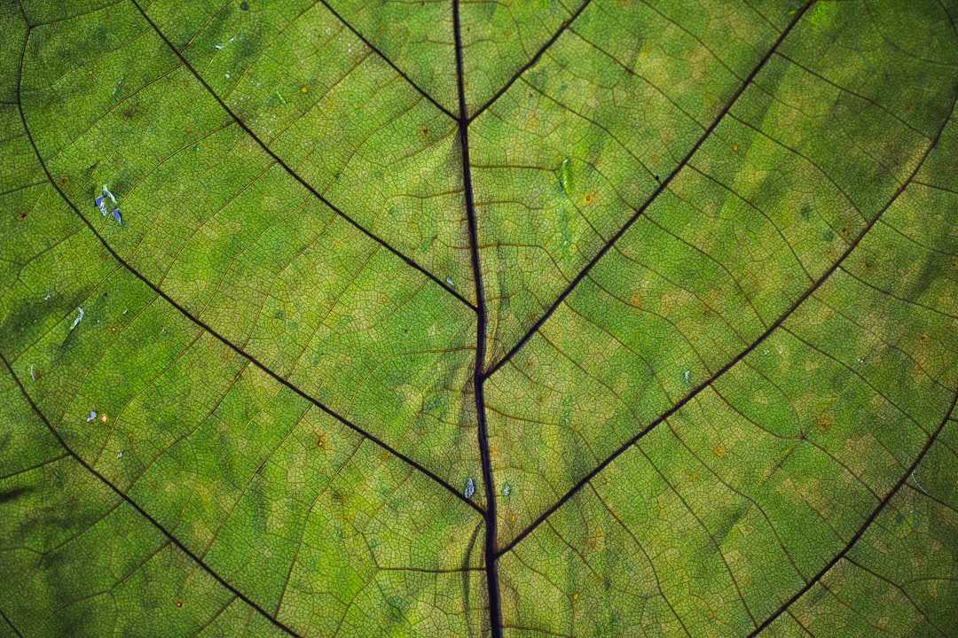 Vein