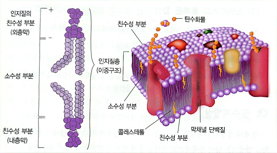 세포막의 구조
