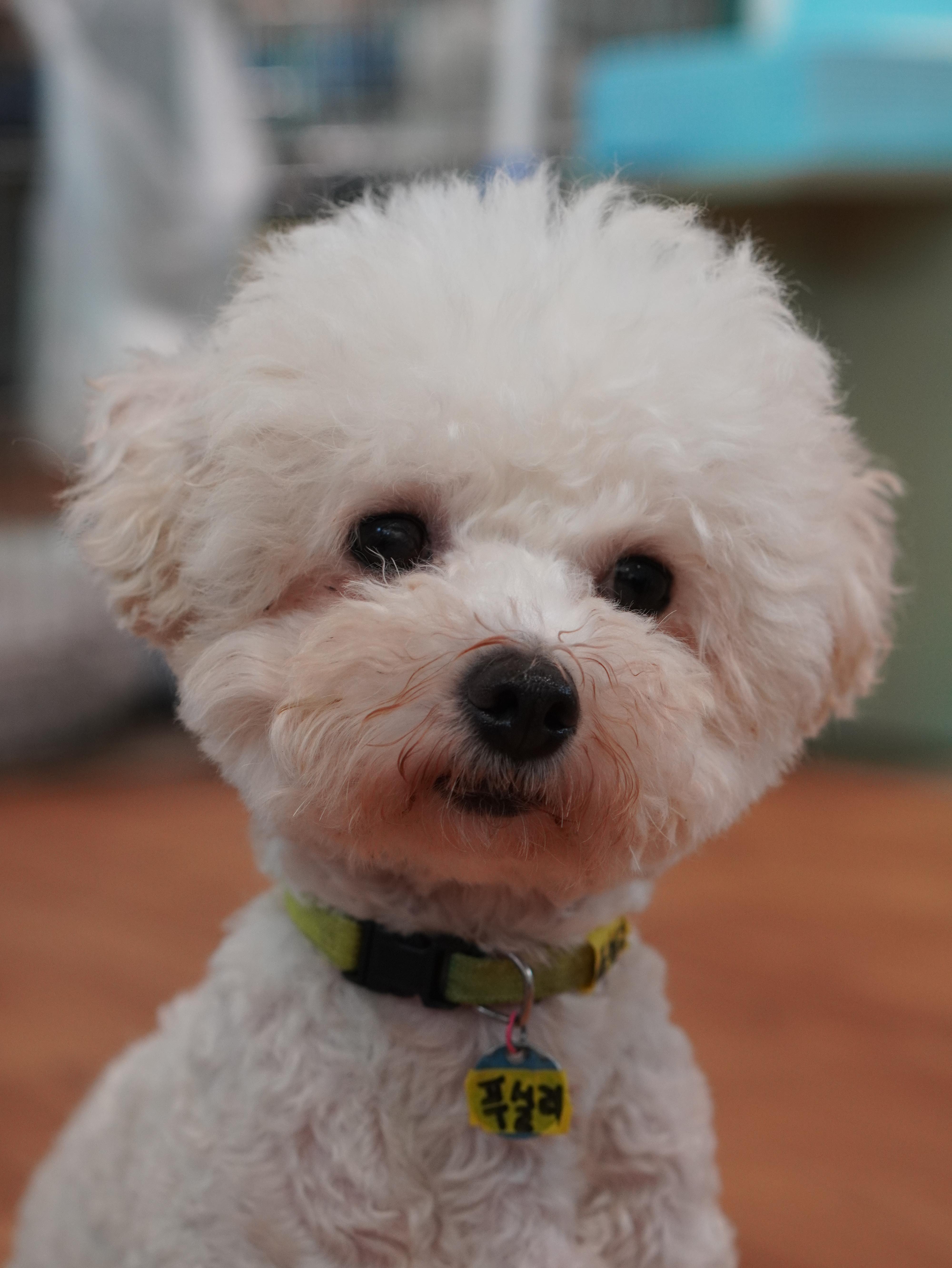 강아지 입양 전 건강 체크 14가지