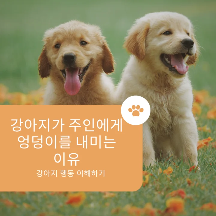 강아지가 주인에게 엉덩이를 내미는 행동