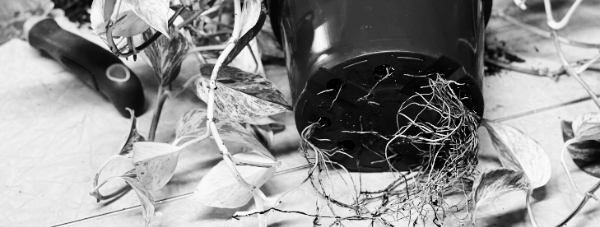 화분 분갈이 방법: 주의 사항