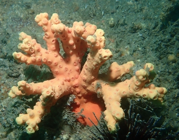 돌산호와 환경 보호