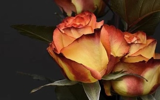 꽃 꿈해몽 67가지