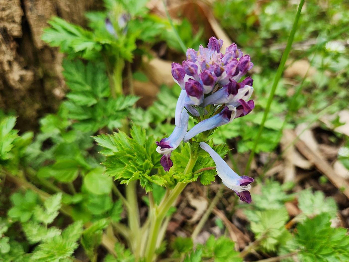자주괴불주머니