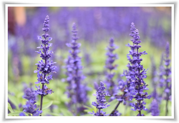 &quot;라벤더&quot; 향긋한 보랏빛 유혹, 자연이 선물하는 힐링과 영감의 향기!