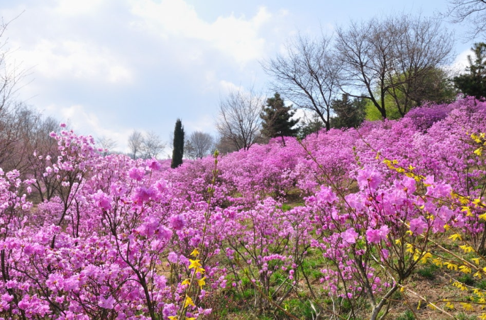 원미산 진달래동산