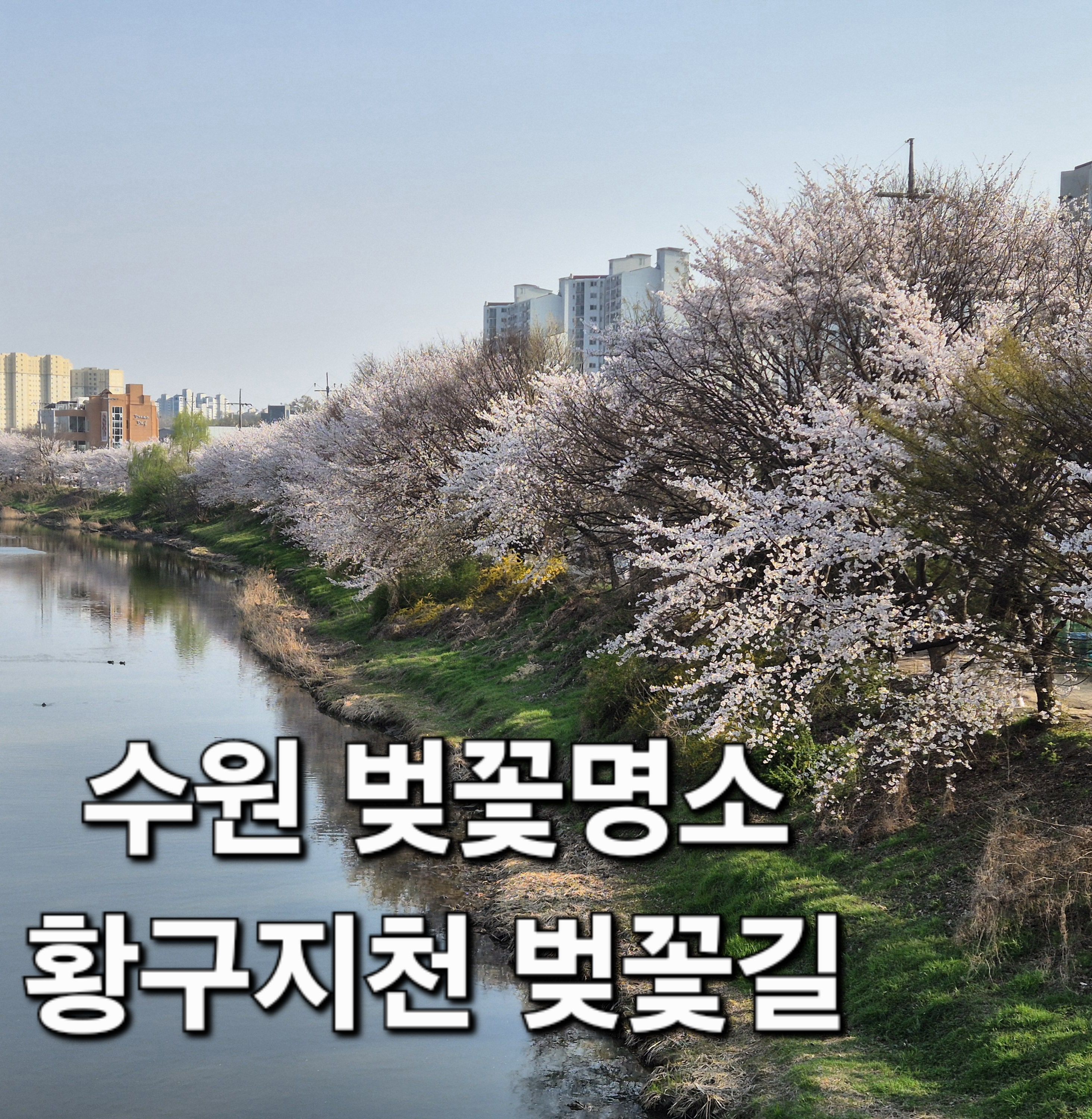 황구지천 벚꽃길