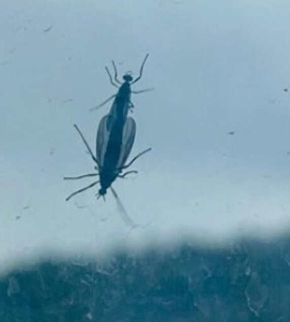 러브 버그 퇴치방법