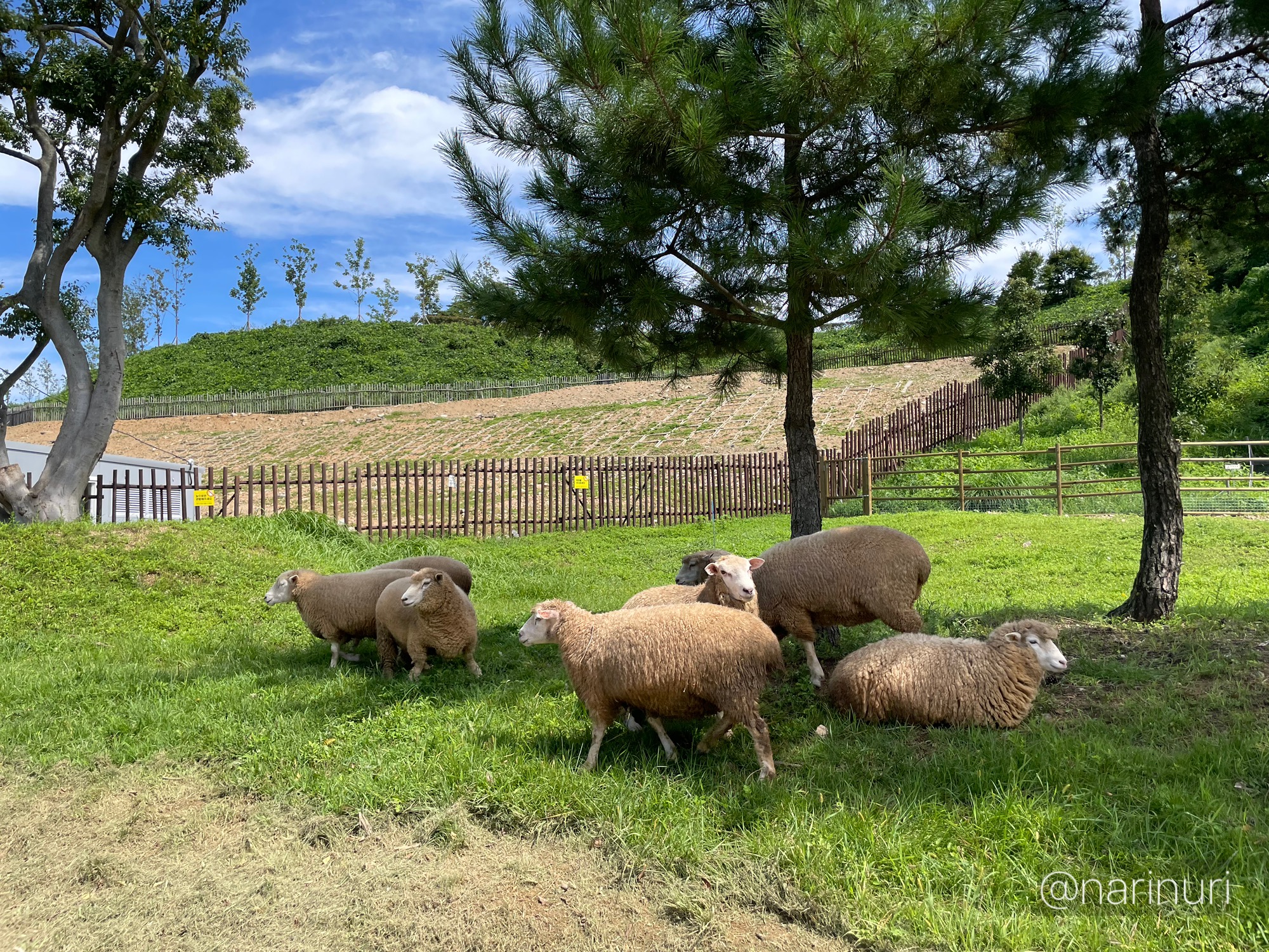 해운대 수목원 양 , 동물, 아기랑